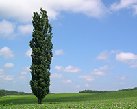 symbol_tree.png